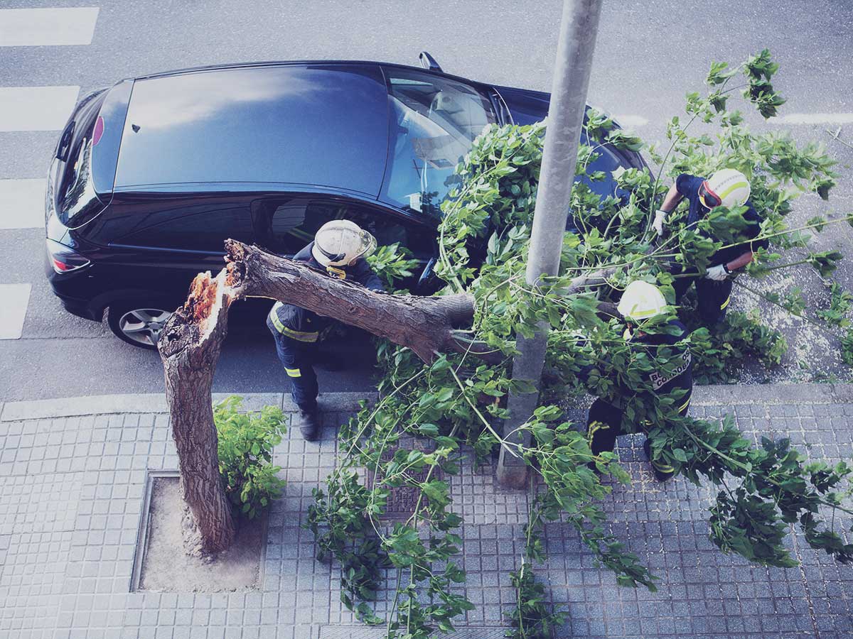 Verkehrssicherungspflicht Bäume
